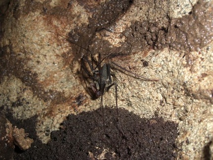 Costa Rica53